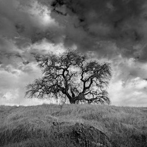May include: Black and white photograph of a large tree on a grassy hill under a cloudy sky. The tree's bare branches reach upwards, contrasting with the dark, dramatic clouds above. The image is a landscape.
