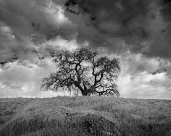 Nord-Kalifornien Baum & Gras