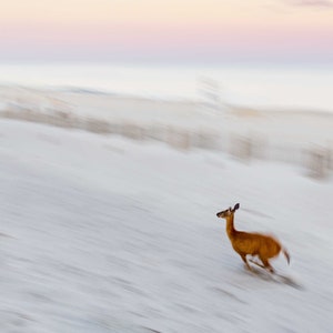 May include: A brown deer runs across a snowy field with a blurred background. The deer is in motion, and its legs are a blur.