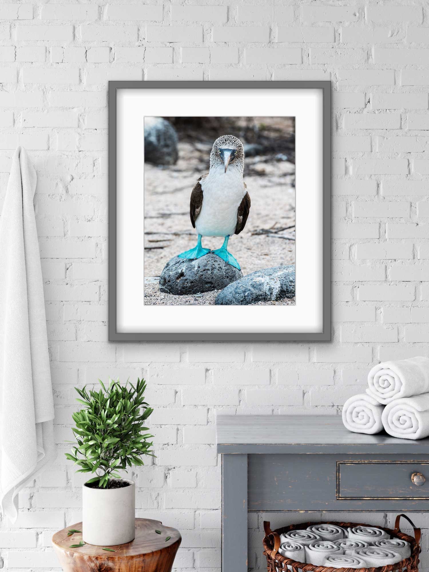 Tapestry Wall Hanging Boobies Bluefooted Booby Iconic Famous Galapagos  Animals Wildlife Blue Footed Bird Birdwatching Funny Tapestry for Living  Room