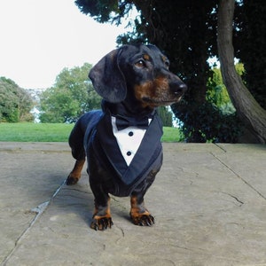 Black Dog Tuxedo Bandana, Wedding, Wedding Costume, Bride, Best Man, Bride, Black Tie, Black Suit, Unique Wedding, Custom Wedding, Pet Gitfs image 6