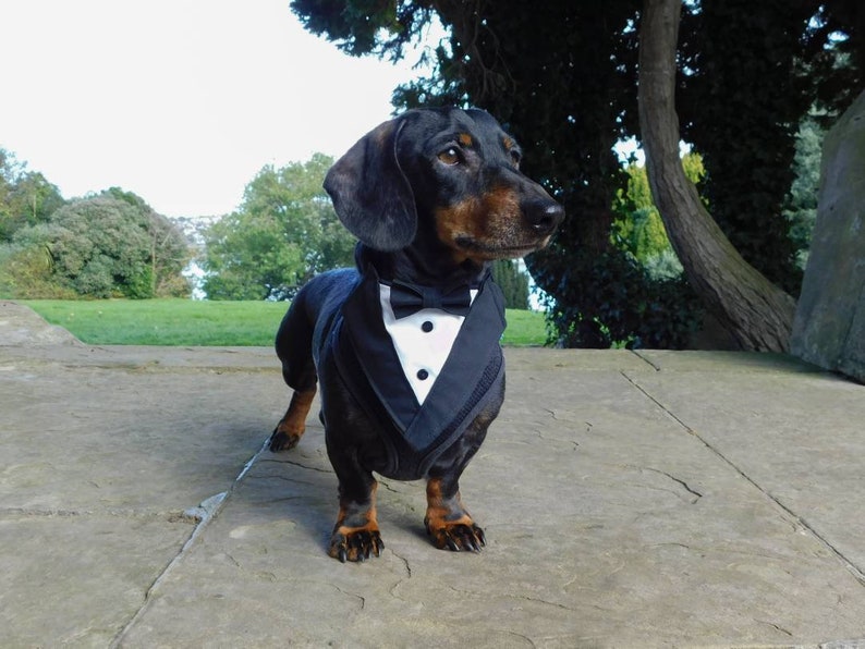 Black Dog Tuxedo Bandana, Wedding, Wedding Costume, Bride, Best Man, Bride, Black Tie, Black Suit, Unique Wedding, Custom Wedding, Pet Gitfs image 6