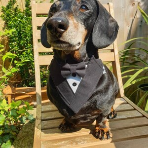 Black Dog Tuxedo Bandana, Wedding, Wedding Costume, Bride, Best Man, Bride, Black Tie, Black Suit, Unique Wedding, Custom Wedding, Pet Gitfs image 9