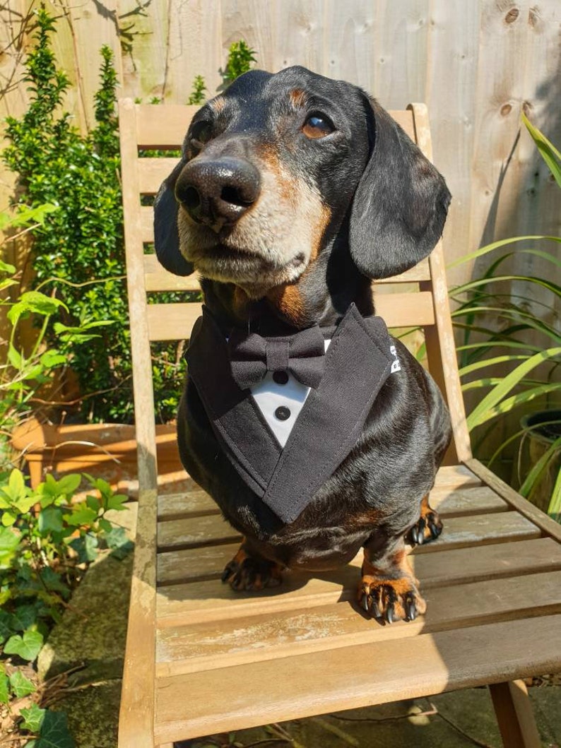 Black Dog Tuxedo Bandana, Wedding, Wedding Costume, Bride, Best Man, Bride, Black Tie, Black Suit, Unique Wedding, Custom Wedding, Pet Gitfs image 9