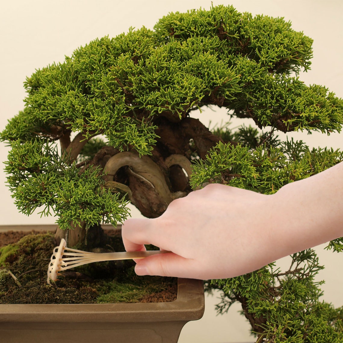 Bonsai Tree Pruning Trimming Starter Tool Kit Leaf Trimmers Etsy