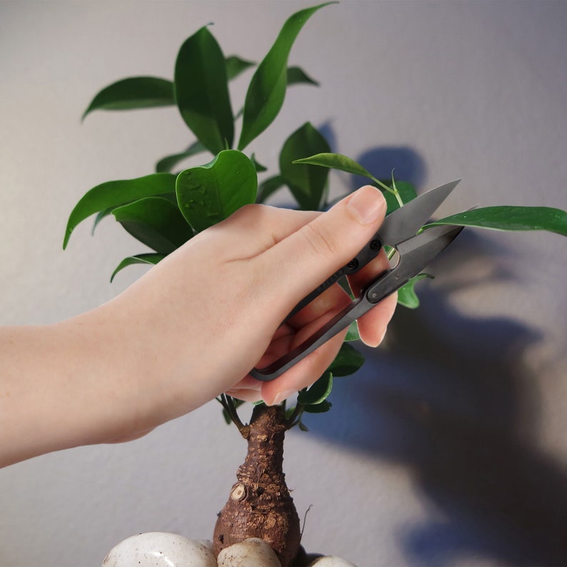 Bonsai Tree Pruning Trimming Starter Tool Kit Leaf Trimmers Etsy