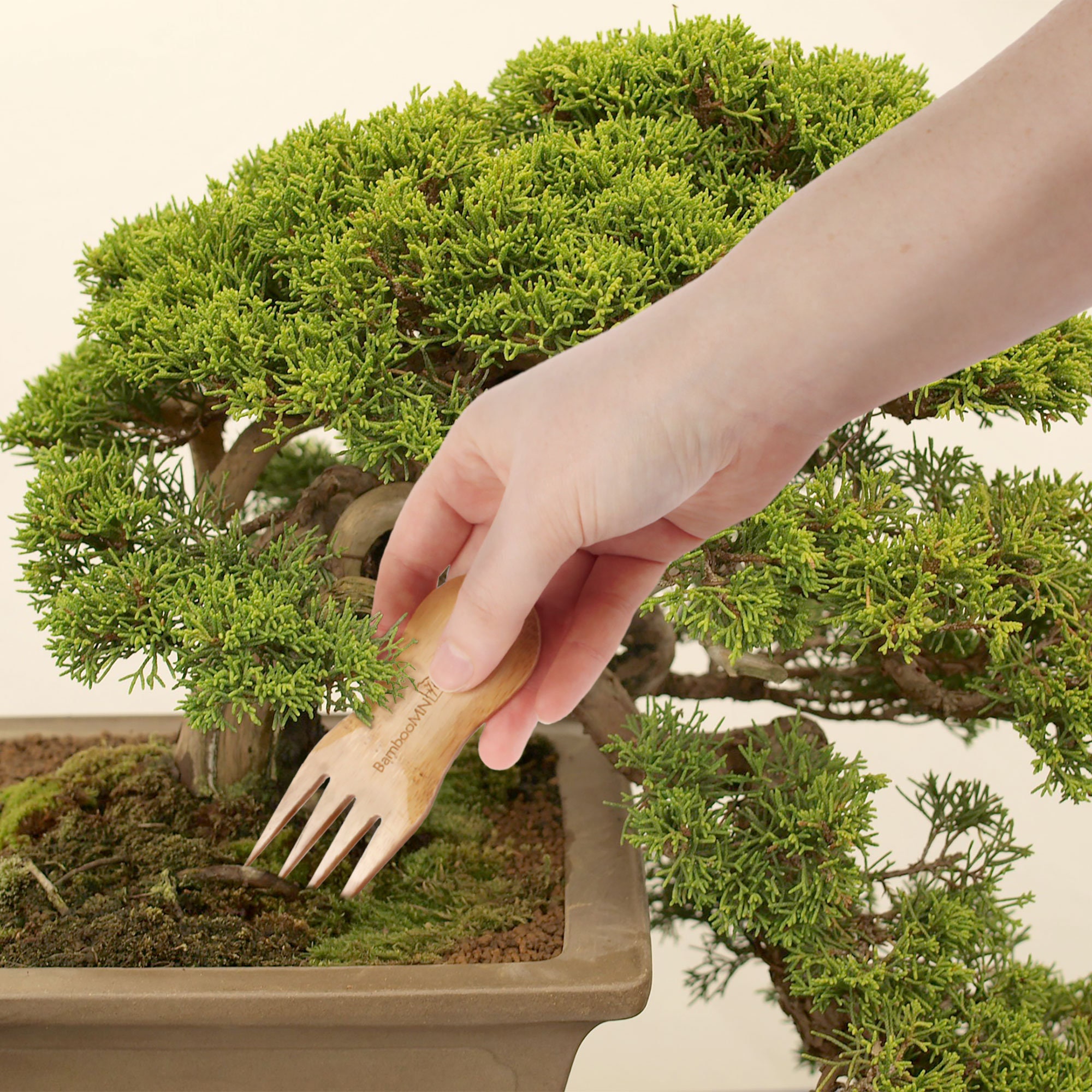 Kit de démarrage pour bonsaï logé dans un Torii - FloraStore