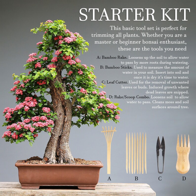 Bonsai Tree Pruning Trimming Starter Tool Kit Leaf Trimmers Etsy