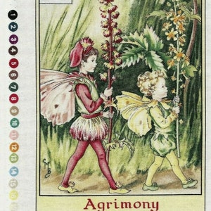May include: A vintage illustration of two fairies holding stalks of flowers. The fairies are wearing red and yellow clothing and have wings. The flowers are yellow and red. The illustration is titled "Agrimony".