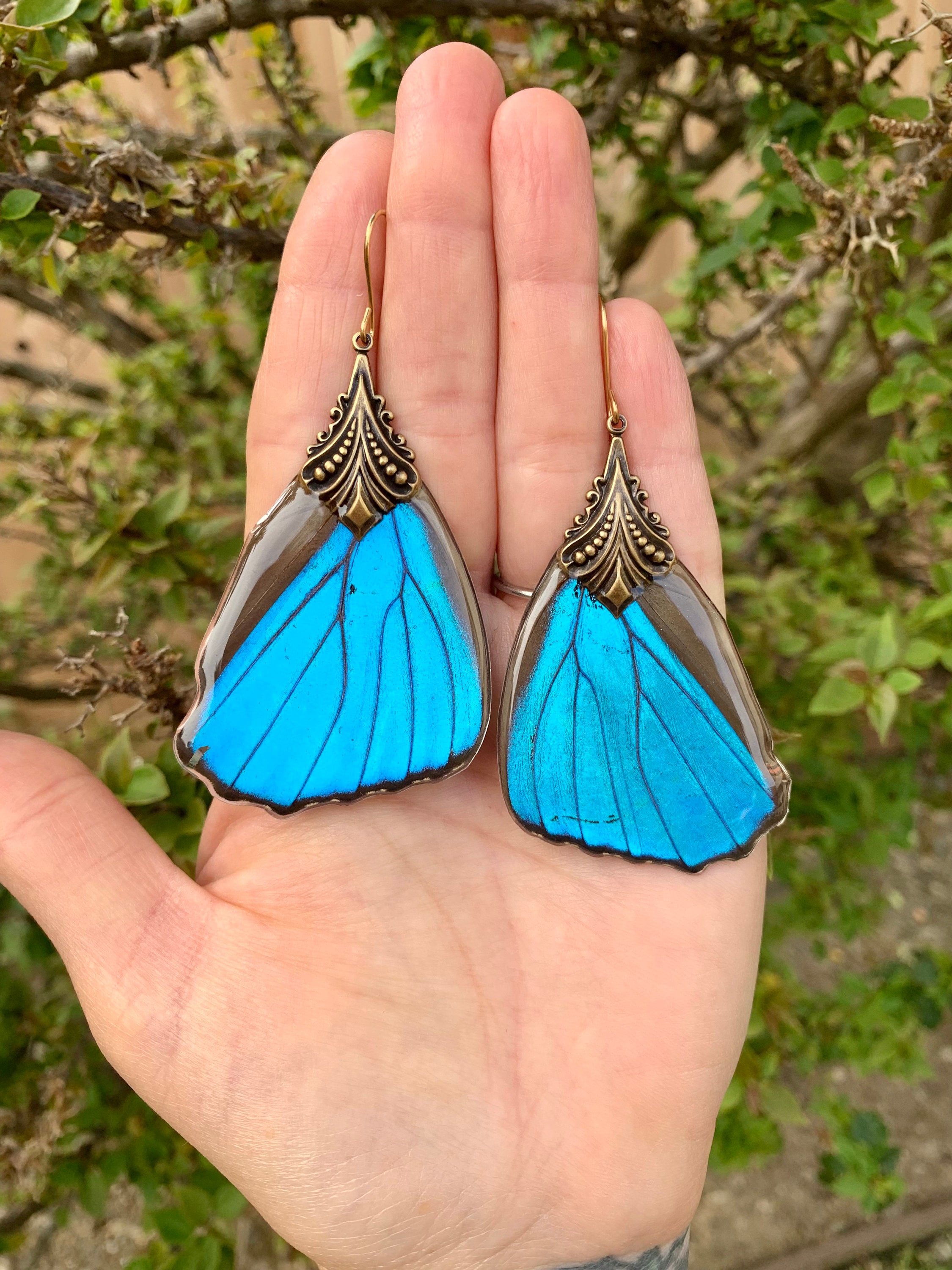 Large Blue Morpho Butterfly antique Brass Earrings real