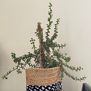 Hand-braided Baskets — available as sets