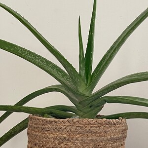 Hand-braided Baskets — available as sets