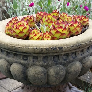 Peut inclure: Un pot en pierre vieilli rempli de succulentes vibrantes. Les succulentes ont des pointes jaunes et rouges, créant un contraste saisissant avec le pot gris. Le pot est orné d'une série de motifs arrondis et texturés.