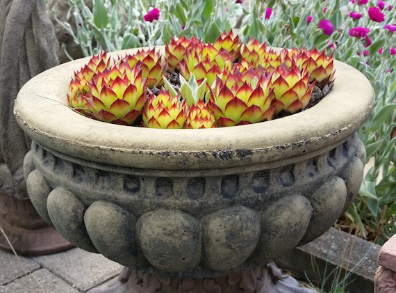 Trog Blumenkübel Pflanztopf Pflanzkübel rund zum bepflanzen in Kunst Sandstein im Antik Look B 14