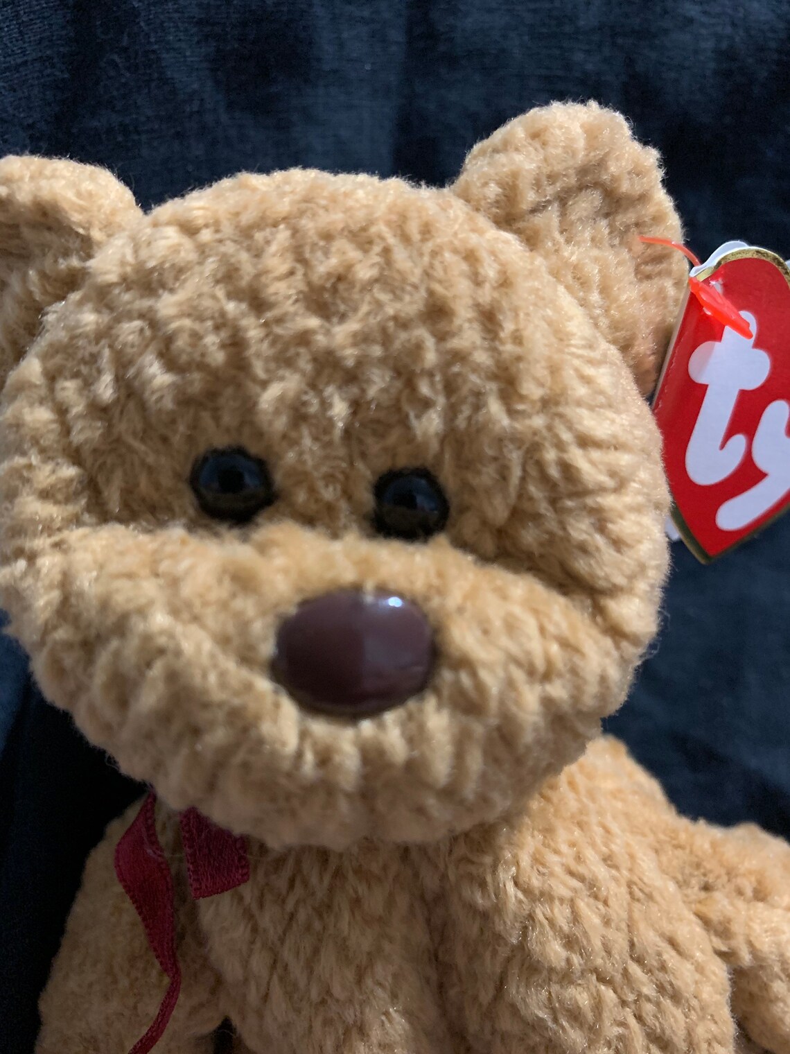 curly the bear ty