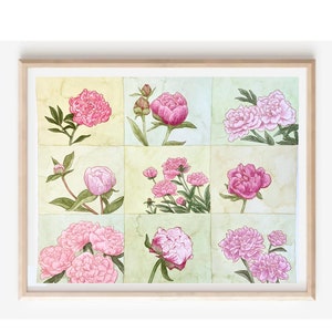 Summer Peony Studies Watercolor Floral Painting, Watercolor Peonies Painting Print, Peony Floral Watercolor Painting, Watercolor Flower Art