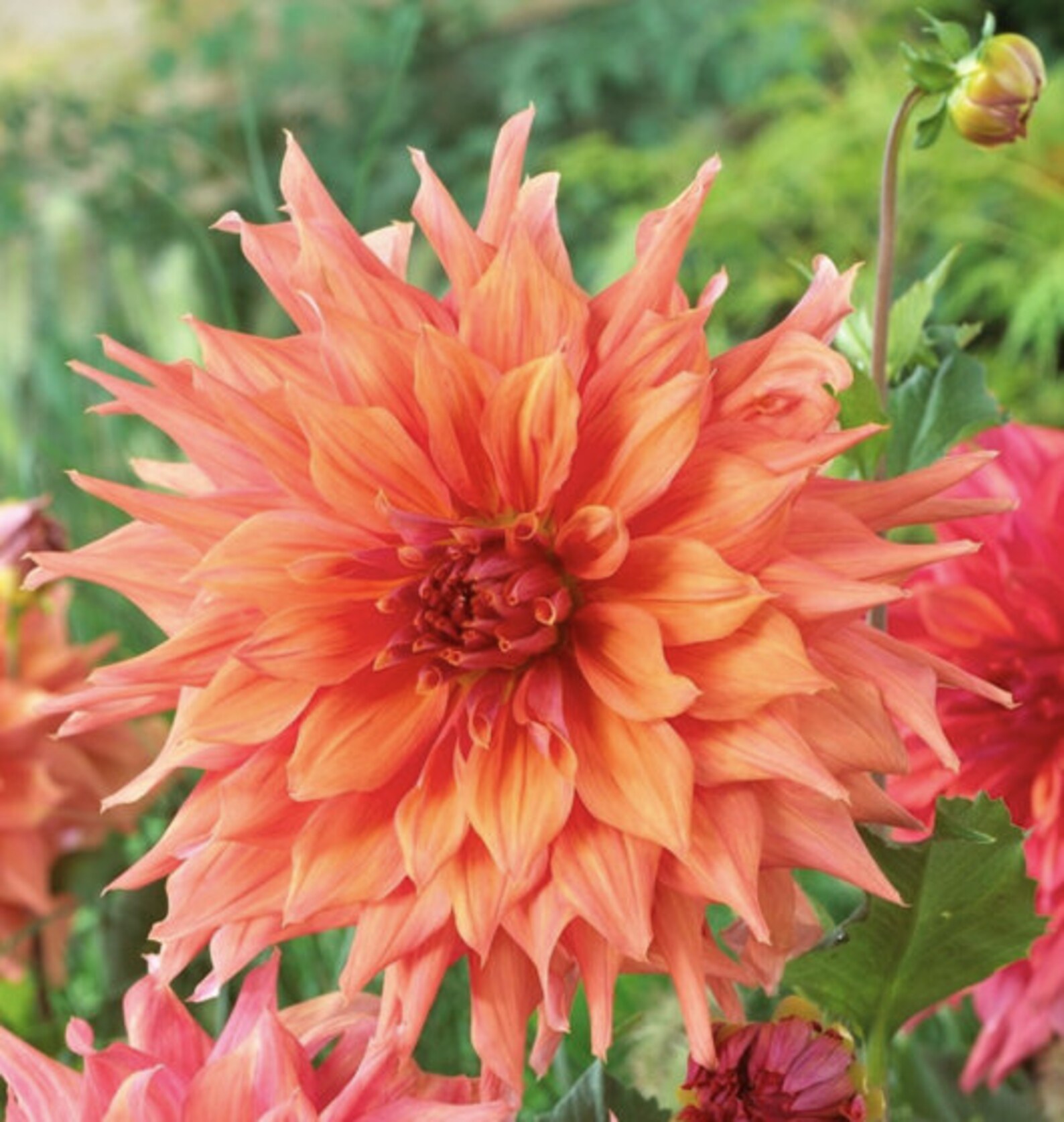 Dahlia Bulbs / Tubers Dutch Dahlia Varieties Etsy