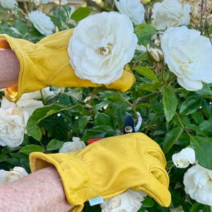 May include: A close-up of yellow leather gardening gloves holding white roses. The gloves are a bright yellow color and have a label on the wrist. Pruning shears are visible in the image.