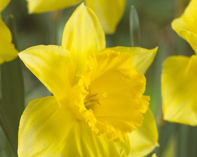 Large Quality Daffodil Bulbs 25 Imported From Holland Etsy