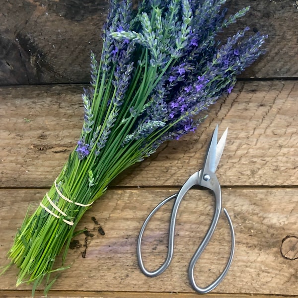Beautiful Stainless Garden Scissors (Pruning Shears/Pruners/Secateurs/Clippers)