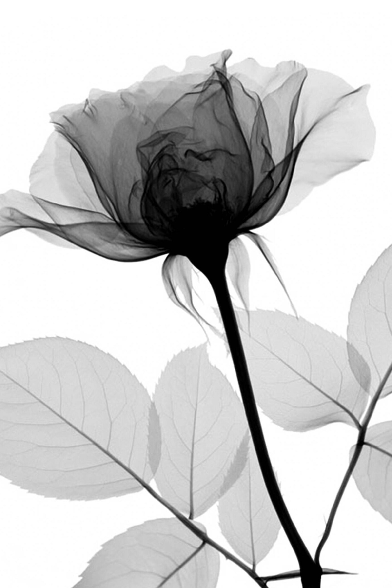 Floral Art Print Flower Print Xray Flower 8x10 3 for 1 Etsy