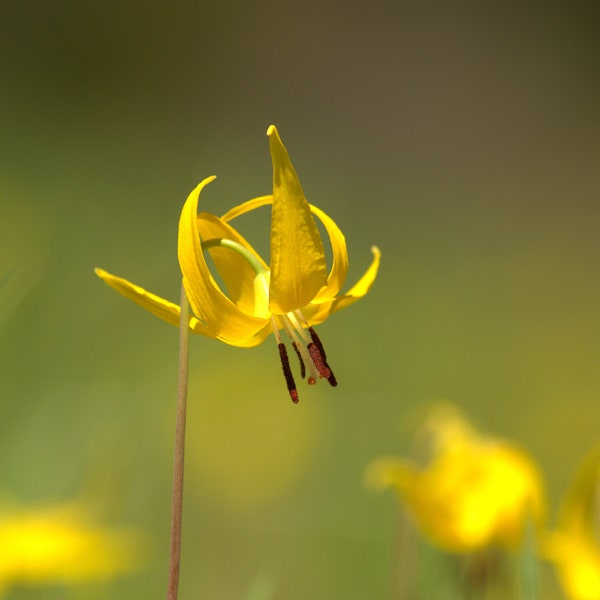 Glacier Lily