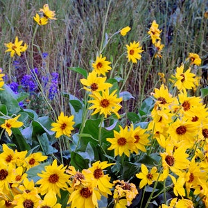 May include: A field of yellow wildflowers with green foliage and blue flowers in the background. The image is titled "Arrowleaf Balsamroot Kevin Kottas 2020".