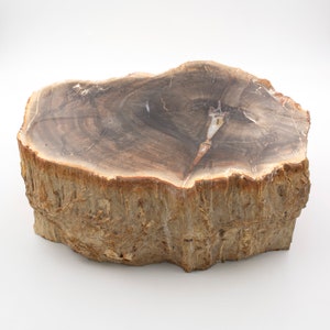 7.1 kg Permian petrified wood log. - Origin: Paraguay. - 23 x 15 x 10 cm.