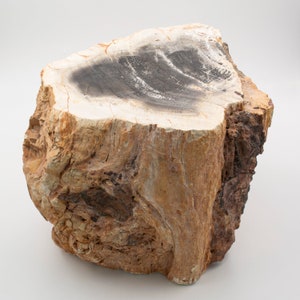 8 kg Permian petrified wood log. - Origin: Paraguay. - 19 x 15 x 16 cm.