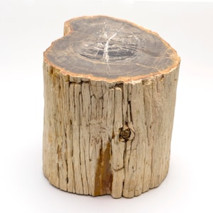 14.4 kg Permian petrified wood log. - Origin: Paraguay. - 19 x 19 x 20 cm.