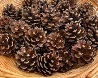 May include: A wicker basket filled with numerous brown pine cones. The pine cones have a textured, scaly appearance and are arranged closely together. The basket is made of woven, light brown material.