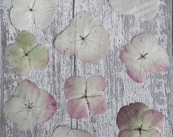 May include: A collection of ten pressed hydrangea flowers arranged in a grid. The petals display a range of colors including off-white, pale green, and soft pink, each featuring delicate veins radiating from the center of the four-petaled blooms.