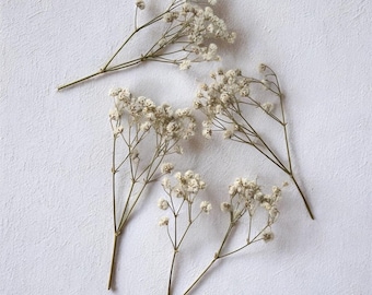 May include: Four stems of dried baby's breath flowers with small white blooms. The stems are a light brown color and are arranged on a textured white surface. The flowers are a popular choice for floral arrangements and crafts.