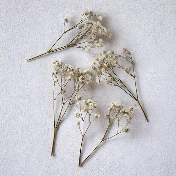 Dried Pressed White or Rainbow Gypsophila Baby’s Breath for Resin Art, Framed Decor, Jewellery, Weddings, Crafts - Mixed Sizes