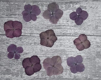 May include: A collection of ten pressed hydrangea flowers in various shades of purple and mauve. Each flower consists of four rounded petals arranged in a symmetrical pattern, displaying natural color variations from deep violet to light lavender.