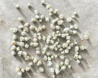 May include: A collection of small, dried white flowers scattered across a surface. Each individual blossom features delicate, layered petals in shades of off-white and cream, creating a textured, organic arrangement of numerous tiny floral elements.