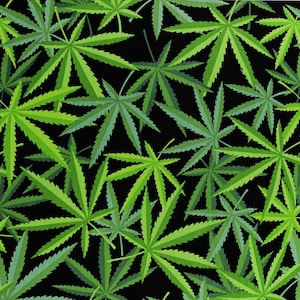 May include: A black fabric with a repeating pattern of green marijuana leaves.