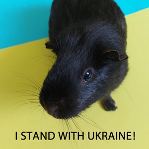 I stand with Ukraine, Digital file Ukraine, Digital guinea pig's, Pray for Ukraine, Stop War Ukraine, Ukrainian seller, Ukraine sticker