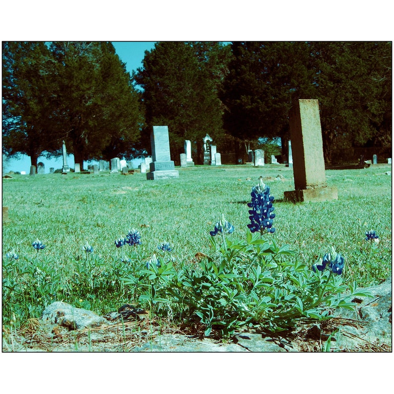 Bluebonnet In The Cemetery Print  Eerie  Halloween Decor  image 1