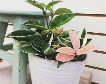 Vaya Hoyas Etsy