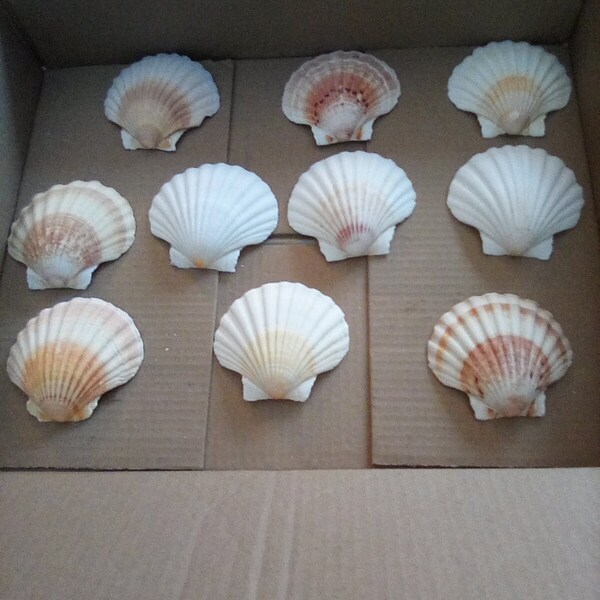 Scallops  Irish  Lot of 10  Large  Restaurant Quality Some Colorful 4  1/2 Inch   Gorgeous.  Fast Free Ship