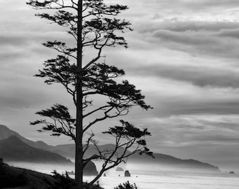Black and White Tree Seascape Photograph, Coastal Fine Art Print