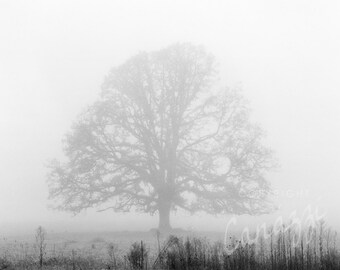 Morning Fog / landscape black and white photograph, fine art, wall art print, landscape photo, b&w photography, nature wall decor