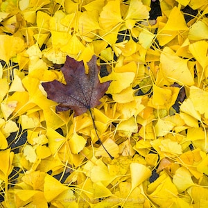 Lone Maple / color photograph, fine art, wall art print, color leaf photography, wall decor, leaf photograph, nature, garden photo