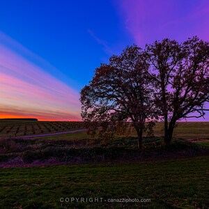 Gradient Sky / landscape color photograph, fine art, wall art print, landscape photo, color photo, farm field photo, sunset photo, trees