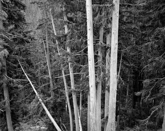 Black and White Forest Photograph, Fine Art Tree Print