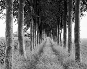 Black and White Tree Path Landscape Photo Print, Fine Art