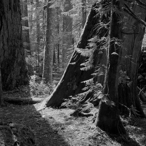 Woods Aglow / landscape black and white photograph, fine art, landscape photo, b&w photography, tree artwork, tree wall art, forest decor
