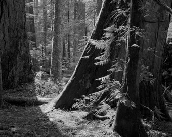 Woods Aglow / landscape black and white photograph, fine art, landscape photo, b&w photography, tree artwork, tree wall art, forest decor