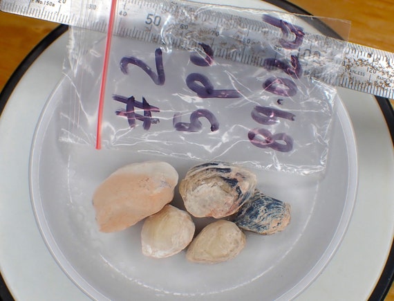 Opalized Freshwater Mussel Shell Fossils - 5pc - 89.02ct